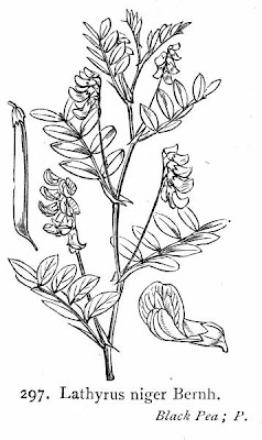 Cicerchia nera Cicerchia nera