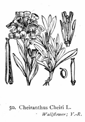 Wallflower Wallflower