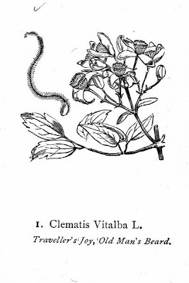 Clematis vitalba L.
