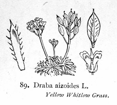 Draba aizoides,
Draba aizoide,
Yellow Whitlow Grass,
Yellow Whitlowgrass