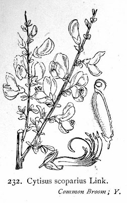 Ginestra dei carbonai