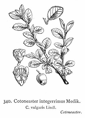 Cotognastro minore Cotognastro minore