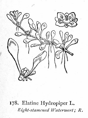 Eight Stamened Waterwort Eight Stamened Waterwort