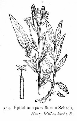 Garofanino minore