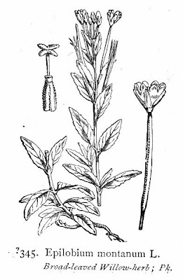 Broad Leaved Willowherb Broad Leaved Willowherb