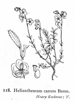 Hoary Rock Rose Hoary Rock Rose