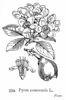 Common pear Common pear