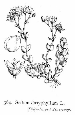 Erba della Madonna