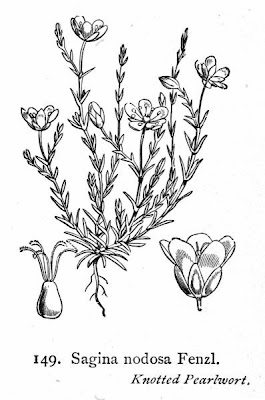 Sagina nodosa,
knotted pearlwort,
Sagina nodosa