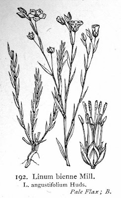 Pale flax Pale flax