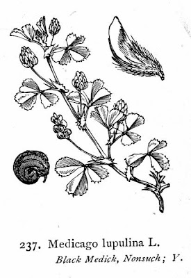 Erba medica lupulina