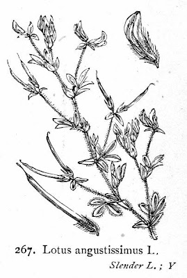 Ginestrino sottile