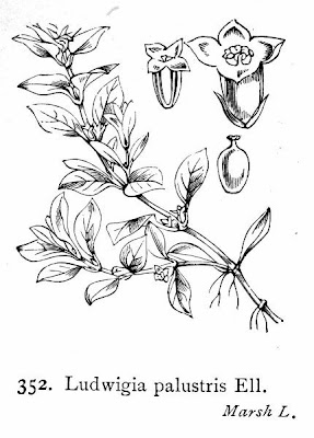 Water-purslane Water-purslane