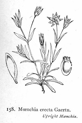 Upright chickweed Upright chickweed