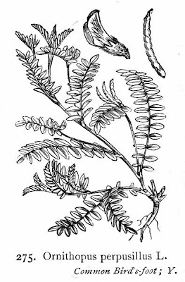 Bird's-foot Bird's-foot