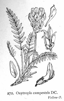 Cusick's locoweed Cusick's locoweed