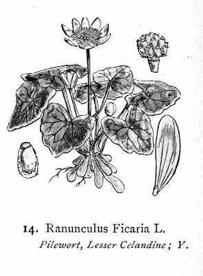 Ranunculus ficaria,
celedonia mayor,
erva-hemorroidal,
ficaire,
ficaire fausse renoncule,
fig buttercup,
lesser celandine,
pilewort,
Ranuncolo favagello,
Ranuncolo favagello maggiore,
renoncule ficaire,
Scharbockskraut