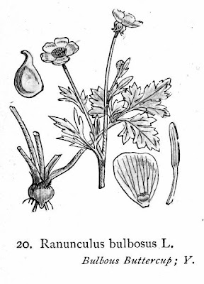 Ranunculus bulbosus L.
