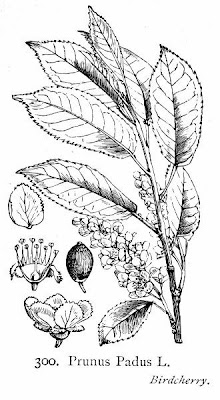 Pado