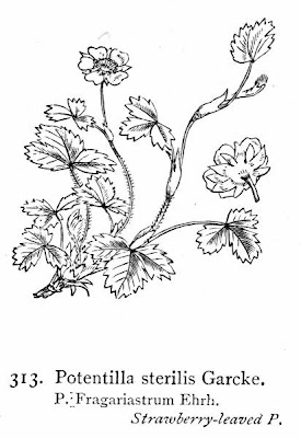 Barren Strawberry Barren Strawberry