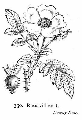 Apfel-Rose Apfel-Rose