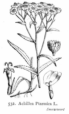 Achillea ptarmica L.