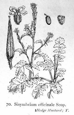 Hedgemustard Hedgemustard