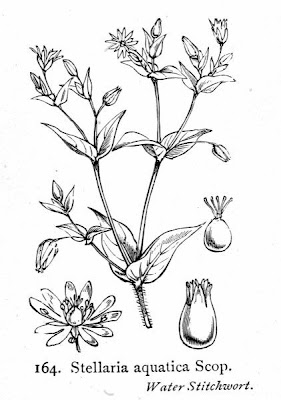 Centocchio acquatico