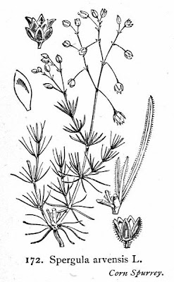 Esparcilla