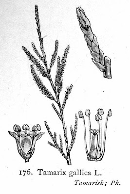 Tamarisk