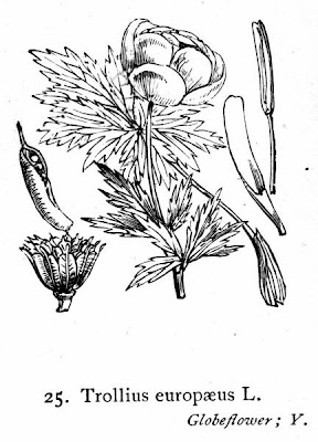 Trollius europaeus L.
