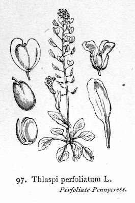 Claspleaf pennycress Claspleaf pennycress