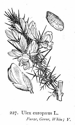 Furze