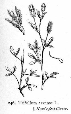 Rabbit-foot clover Rabbit-foot clover