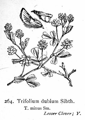 Yellow clover