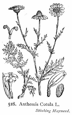 Anthemis cotula L.