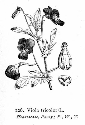 Field pansy