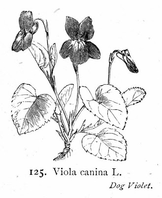 Dog violet Dog violet