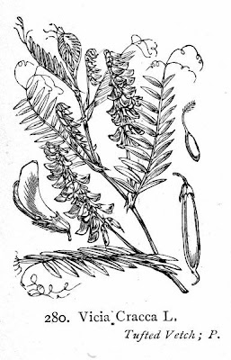 Cow vetch Cow vetch