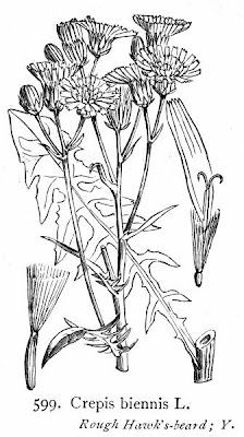 Radicchiella dei prati Radicchiella dei prati