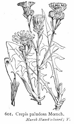 Radicchiella a tappo giallastro