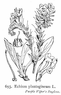 Echium plantagineum,
bloudissel,
blueweed,
Paterson's-curse,
pers-echium,
purple echium,
purple viper's-bugloss,
purple-bugloss,
Riverina bluebell,
Salvation Jane,
sonaja,
Viper's Bugloss,
viper's-bugloss,
Viperina piantagginea