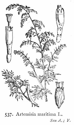 Wormseed