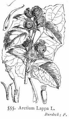 Arctium lappa L.