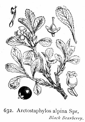 Alpine bearberry Alpine bearberry