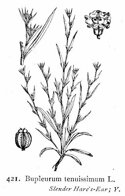Bupleuro grappoloso
