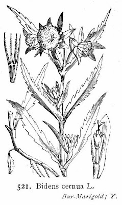 Bidens cernua L.