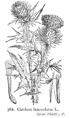 Bull Thistle Bull Thistle