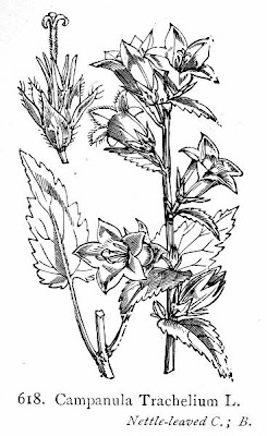 Campanula trachelium L.