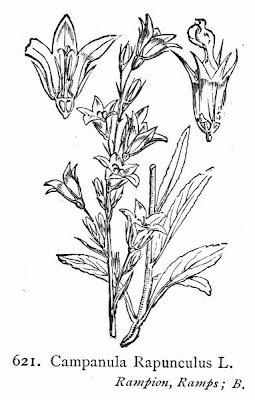 Campanula rapunculus L.